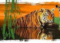 India Wildlife Tour